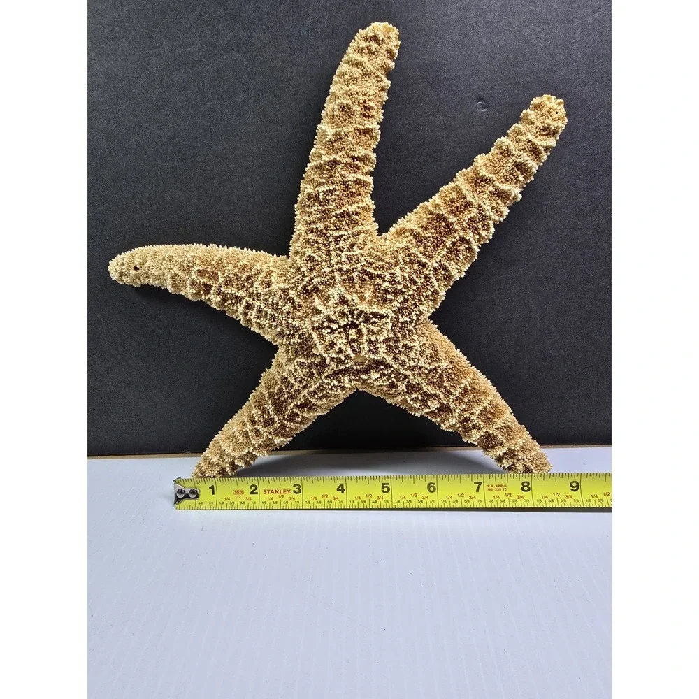 Intact Mouth XL Starfish,‎ Beach Finds, Nature Is Cool, Show & Tell, Patrick